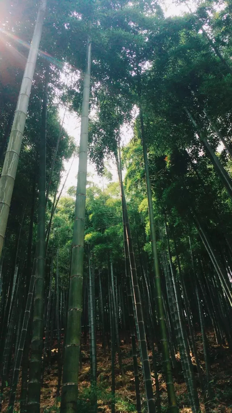 苏易网络图片